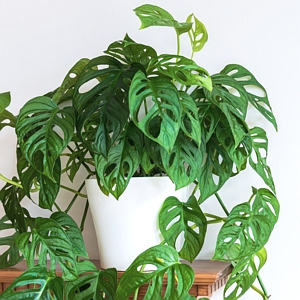 Monstera Adansonii